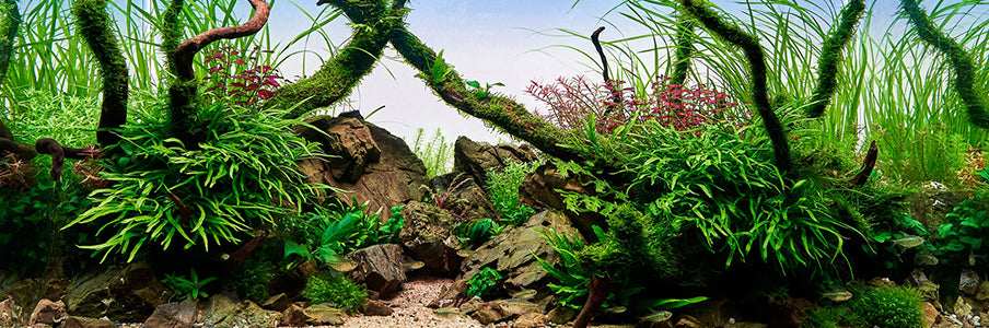 CO2 is arguably the most important element in the planted aquarium