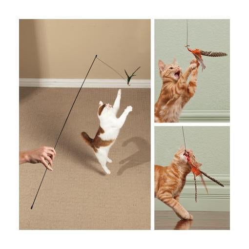 An owner and their cat are playing the Go Cat single rod teaser wand and Da Bird Guinea Feathers Teaser. Another orange cat is playing with the Da Bird Guinea Feathers Teaser.
