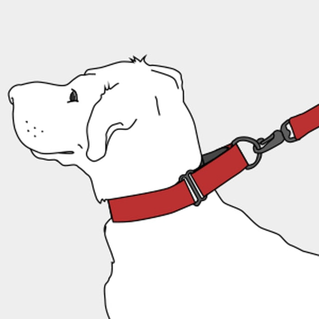 Bardot Medium Width Martingale Dog Collar by Diva Dog
