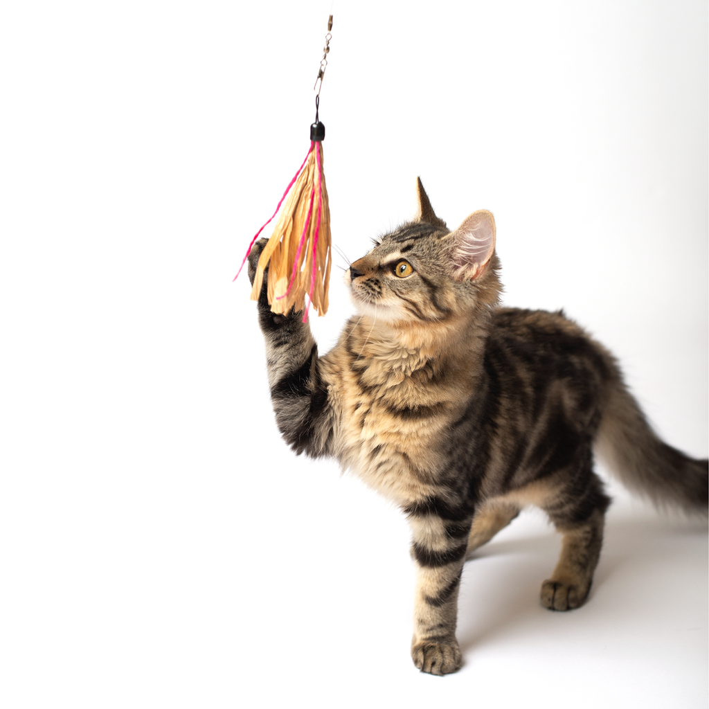 Cuttlefish Cat Lure - Wand Attachment by Dezi & Roo