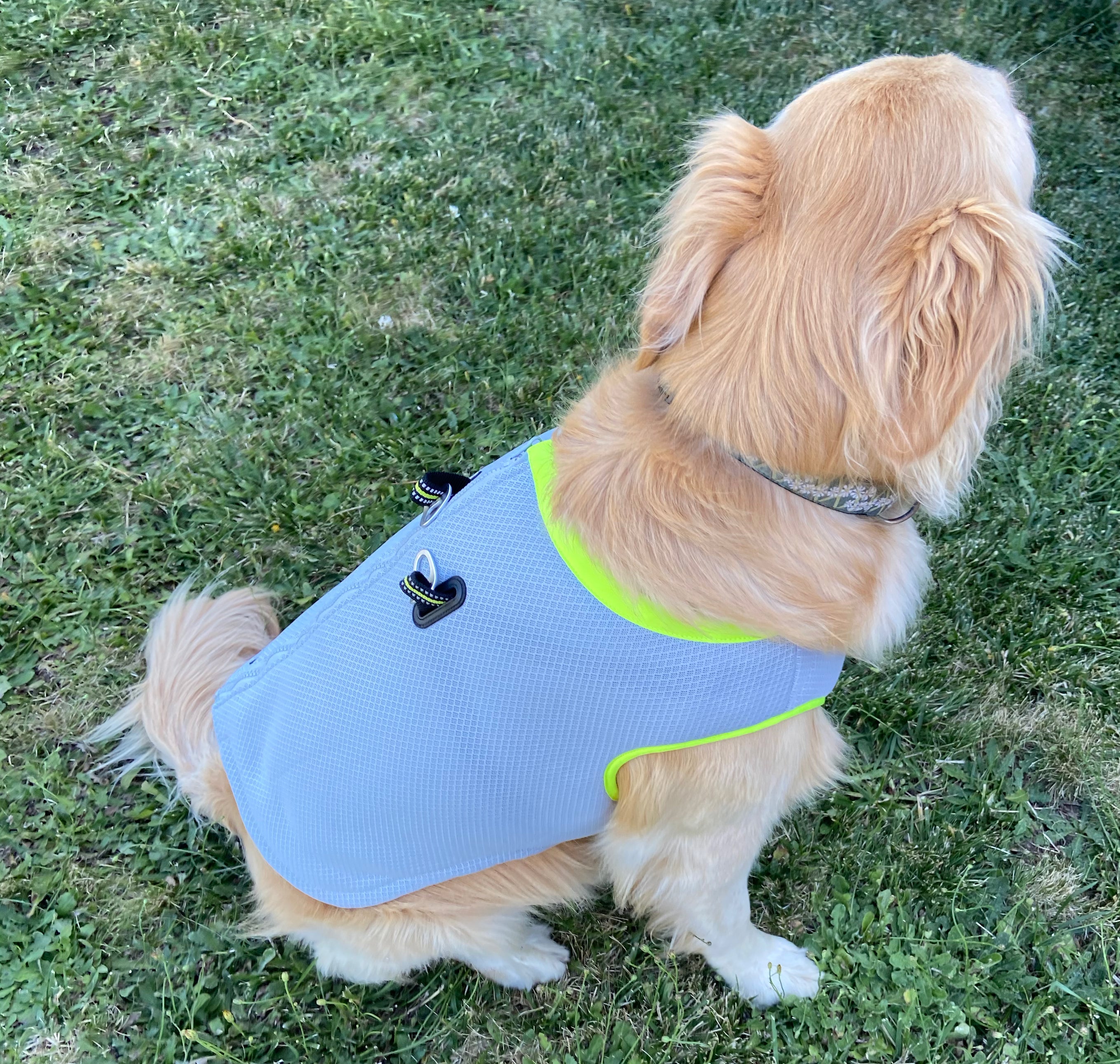 Dog Collars Australia, Harnesses, Adjustable