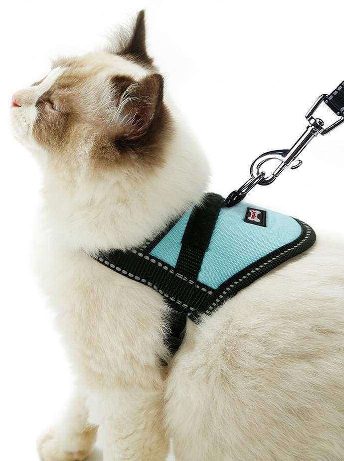 A cat is wearing a small Oxford Training Harness by DogLemi. It's for teaching cats how to go for walks. It's an excellent alternative to collars for pets with medical conditions such as collapsing trachea and more.  