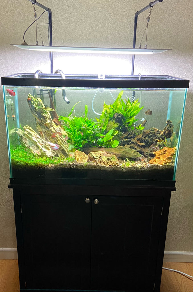 Aquascaping Tank with a rim