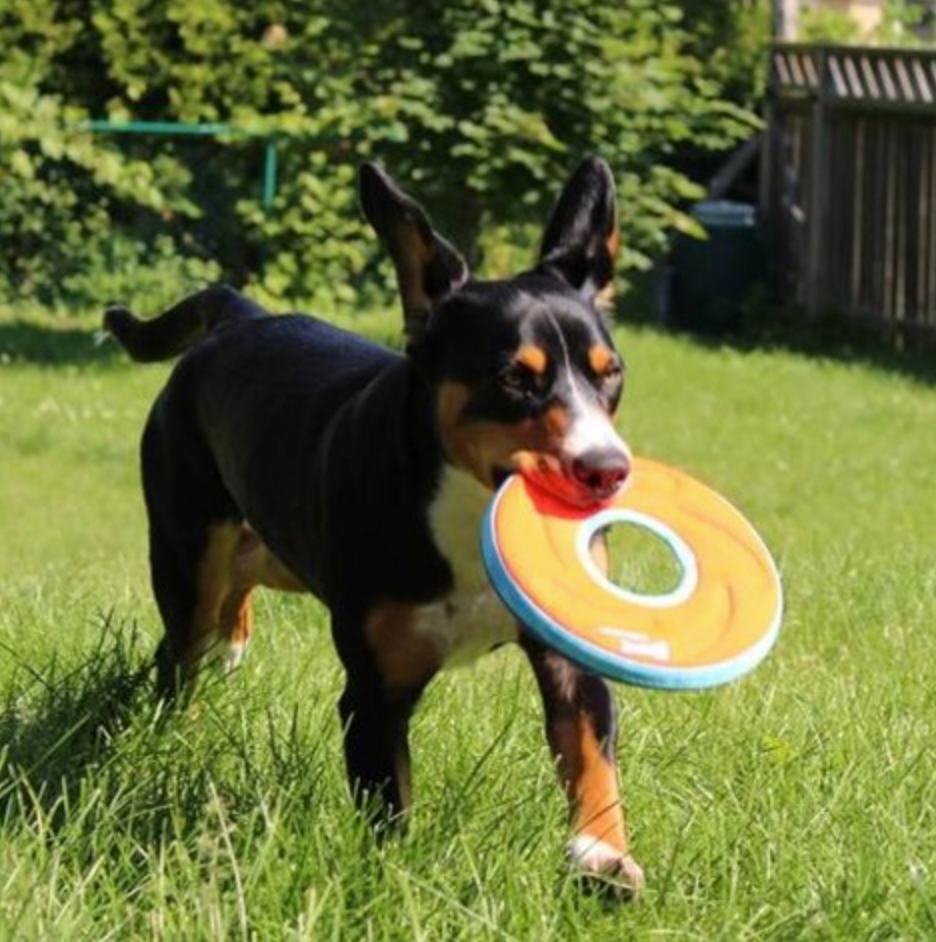 Chuckit!® Zipflight® Frisbee Disc Dog Toy - Easy to Clean